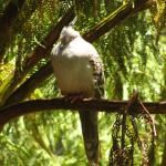 Newcastle - Blackbutt Reserve 